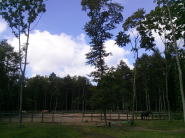 木に囲まれたメイン馬場